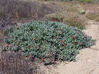 Antegibbaeum fissoides