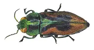 Златки пестроцветные