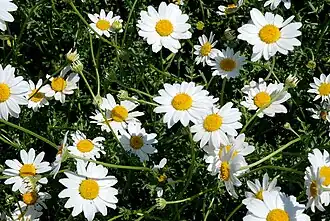 Anthemis maritima