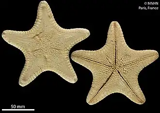 Anthenea pentagonula