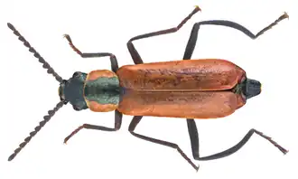 Anthocomus rufus