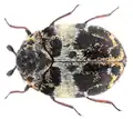 Anthrenus munroi