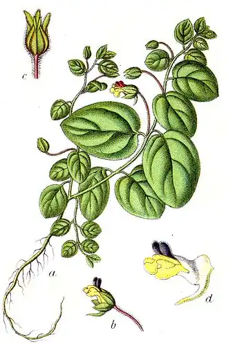 Киксия ненастоящая (Kickxia spuria). Ботаническая иллюстрация Якоба Штурма из книги Deutschlands Flora in Abbildungen, 1796