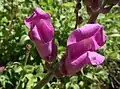 Antirrhinum australe