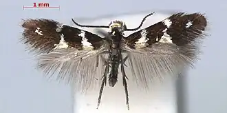 Antispila oinophylla