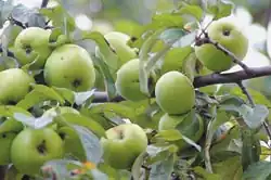 Фото яблок сорта Антоновка обыкновенная