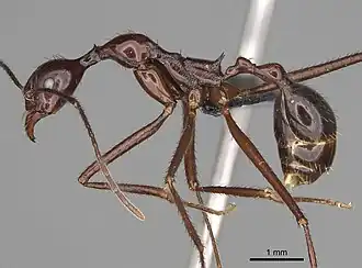 Рабочий Aphaenogaster bressleri