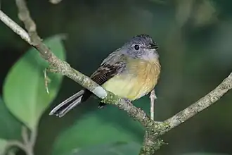 Рыжегрудый колумбийский мухоед (Aphanotriccus audax)