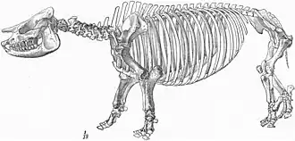 Скелет афелопса