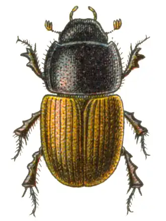 Aphodius erraticus