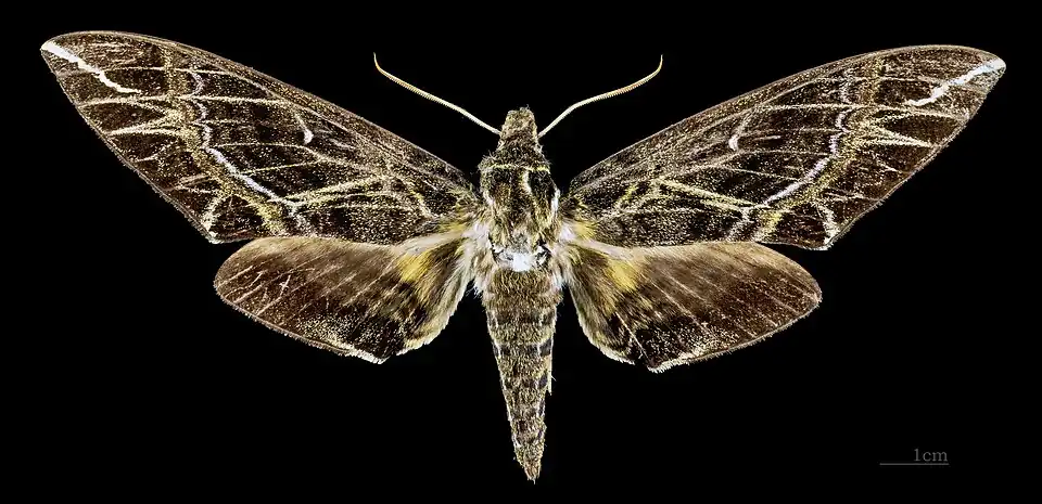 Apocalypsis velox ♀