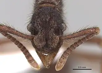 Apterostigma eowilsoni