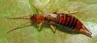 Apterygida media, самка