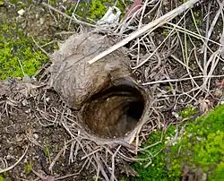 Открытый люк норки Aptostichus