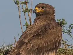 Степной орёл в Астраханском заповеднике