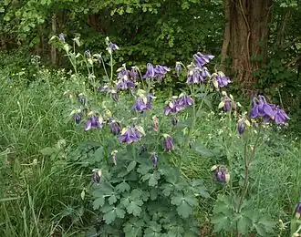 Водосбор обыкновенный (Aquilegia vulgaris) — типовой вид рода Водосбор. Общий вид группы цветущих растений