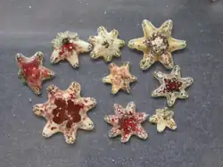 Aquilonastra conandae