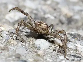 Ксистикус гребенчатый