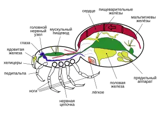 Внутреннее строение пауков