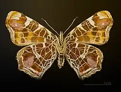 Araschnia levana f. porima△