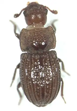 Archaeoglenes costipennis