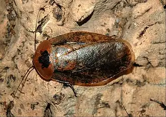 Archimandrita tessellata