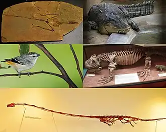 1-й ряд: отпечаток шаровиптерикса, гребнистый крокодил
2-й ряд: леопардовая радужная птица, скелет гиперодапедона (Hyperodapedon fischeri)
3-й ряд: скелет танистрофея (Tanystropheus longobardicus)