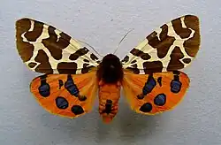 Arctia caja(Arctiinae, Arctiini, Arctiina)