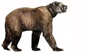 Гигантский короткомордый медведь