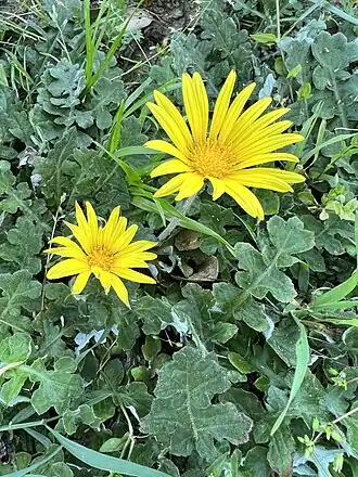 Arctotheca prostrata