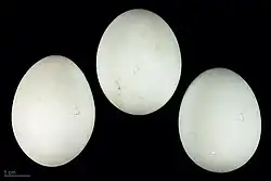 яйцо Ardeola grayii - Тулузский музей