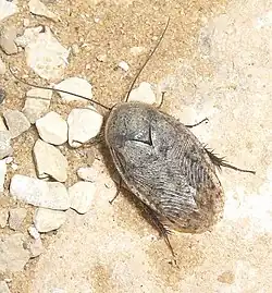 Самец Arenivaga africana