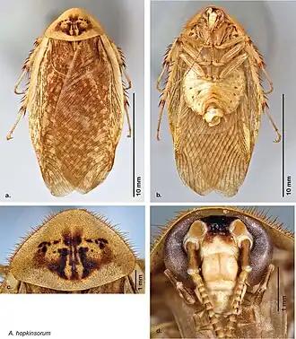 a — вид сверху, b — вид снизу, c — переднеспинка, d — голова