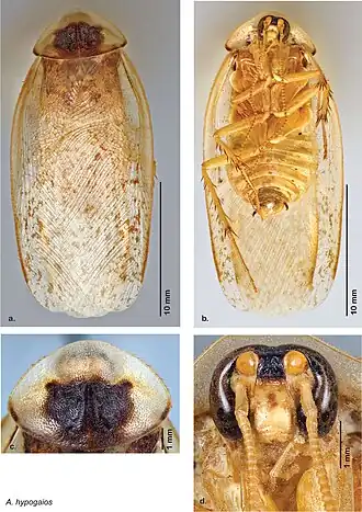 a — вид сверху, b — вид снизу, c — переднеспинка, d — голова