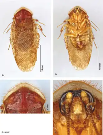 a — вид сверху, b — вид снизу, c — переднеспинка, d — голова