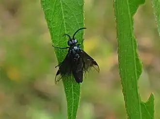 Ивовый желтополосый пилильщик