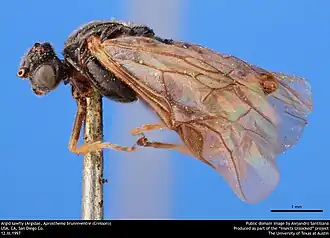 Aprosthema brunniventre