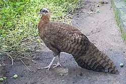 Хохлатый аргус