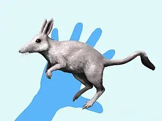 Реконструкция Argyrolagus palmeri