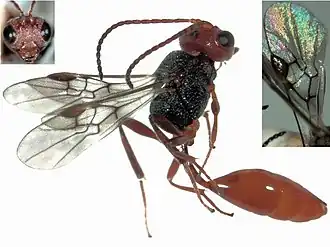 Браконида Aridelus rufotestaceus