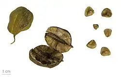 Плоды и семена