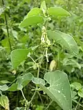 Кирказон ломоносовидный (Aristolochia clematitis)