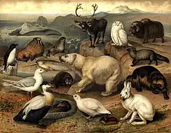 Фауна Арктики