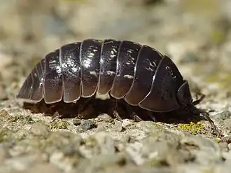 Мокрица-броненосец Armadillidium vulgare