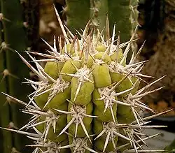 Armatocereus matucanensis