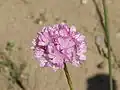 Армерия луковидная (Armeria alliacea)