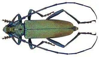 Мускусный усач16 сентября 2015