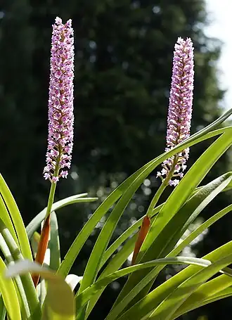 Arpophyllum spicatum — типовой вид рода