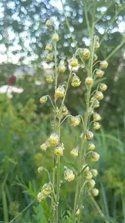 Полынь пижмолистная — соцветие