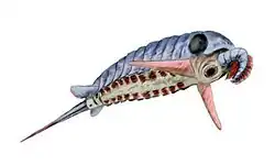 Schinderhannes bartelsi